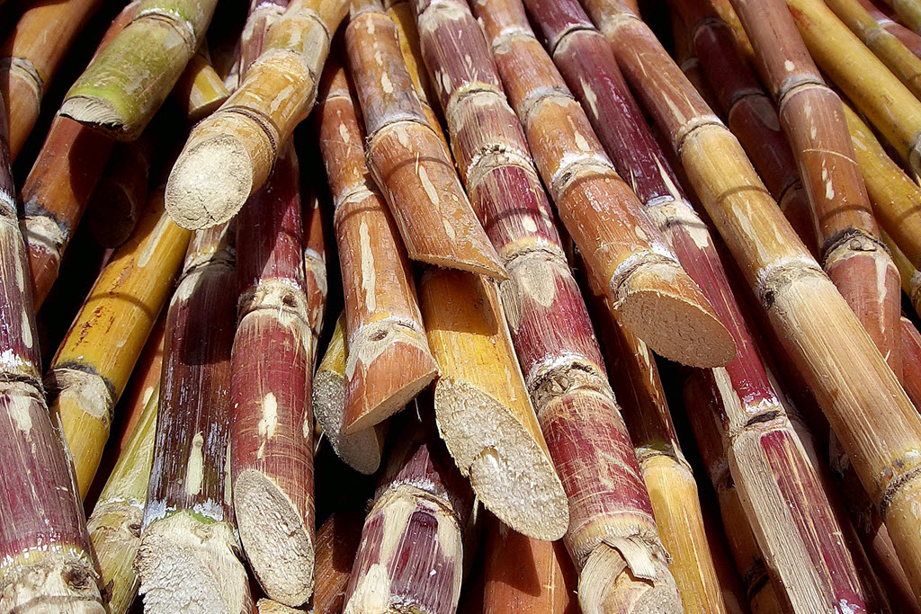 sugar_cane